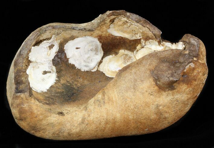 Fossil Whale Ear Bone - Miocene #40318